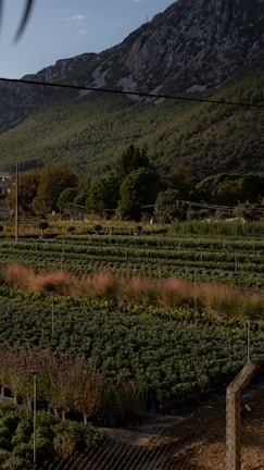 Wide shot of a farm plot enclosed by a durable and neat boundary wall under blue sky