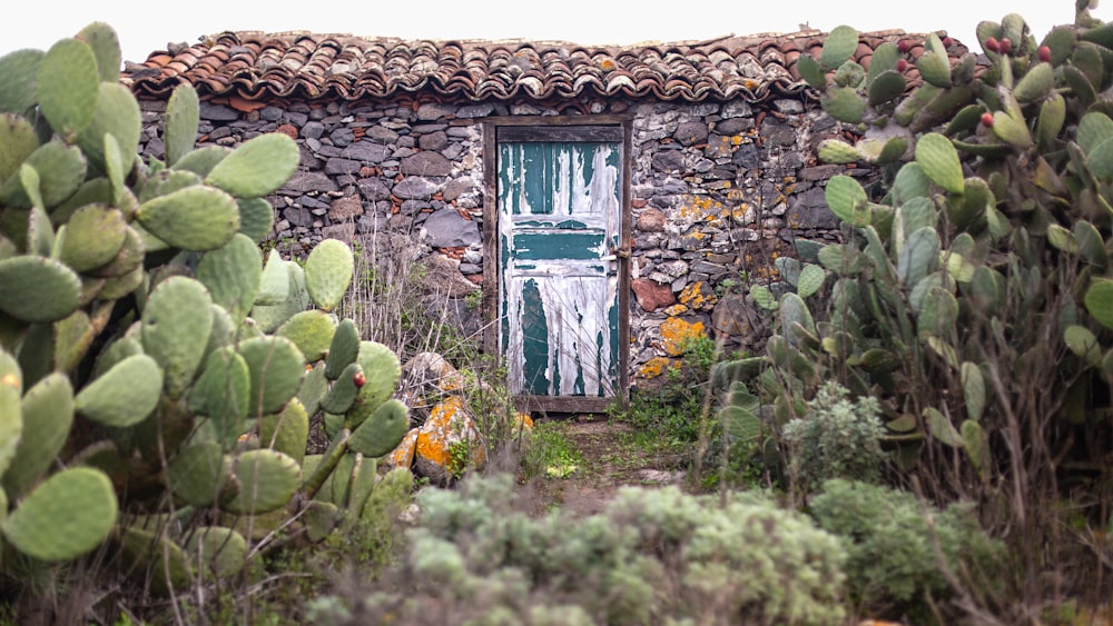 a cactus garden with a small building and cactus bushes