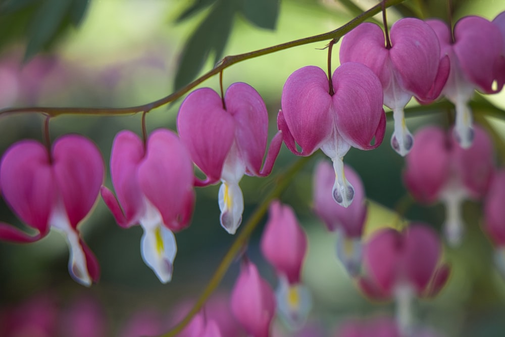 a bunch of pink flowers hanging from a tree