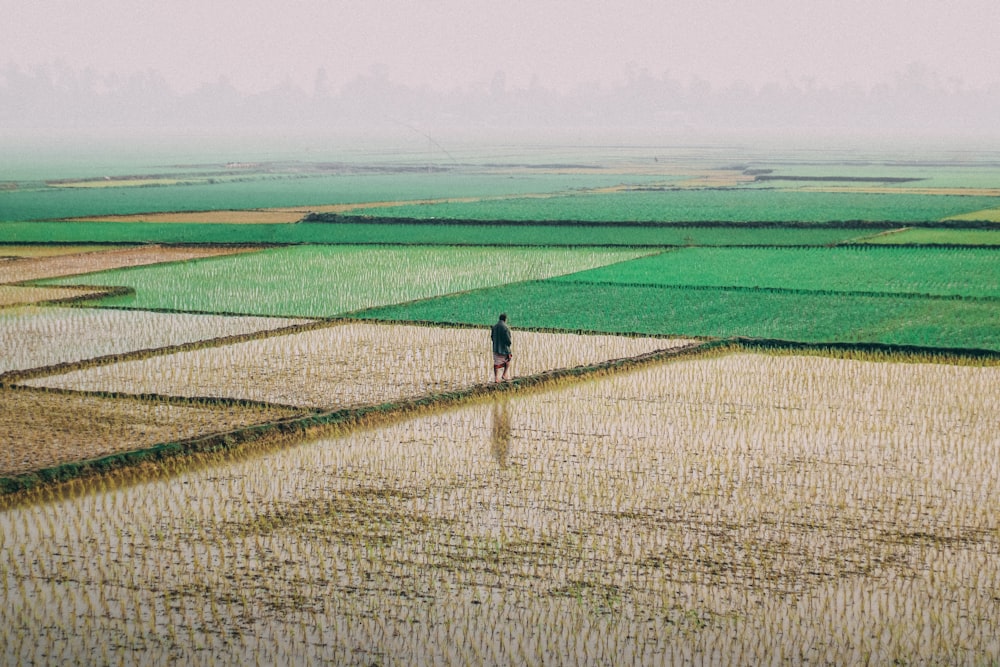 a person standing in a field of rice