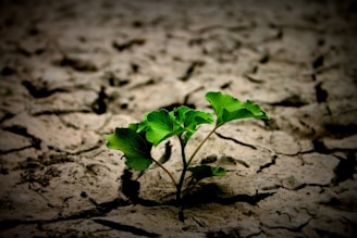 a small plant sprouts out of the ground
