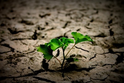 a small plant sprouts out of the ground