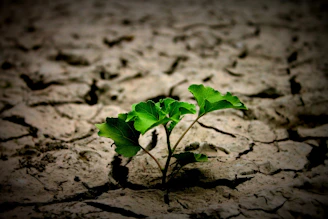a small plant sprouts out of the ground