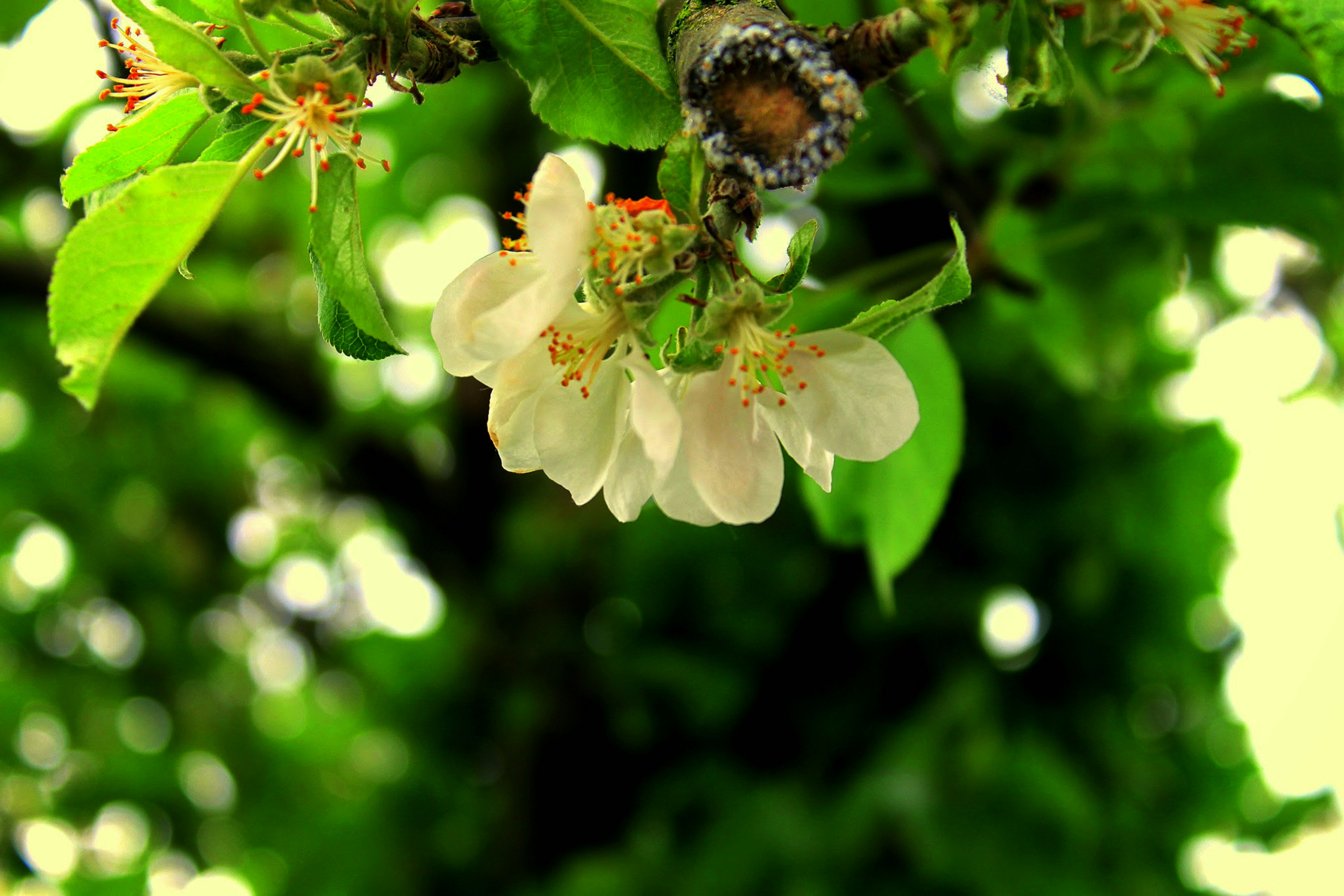 Photo by atiarahmed