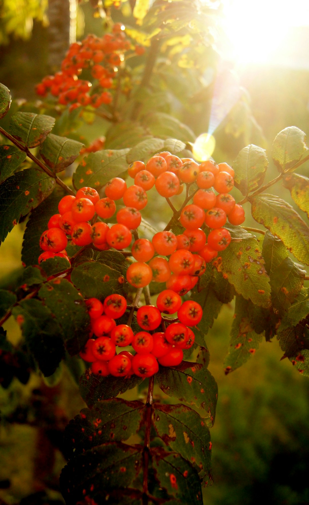 holy berry, holy berry, a bush with bright red berries on it