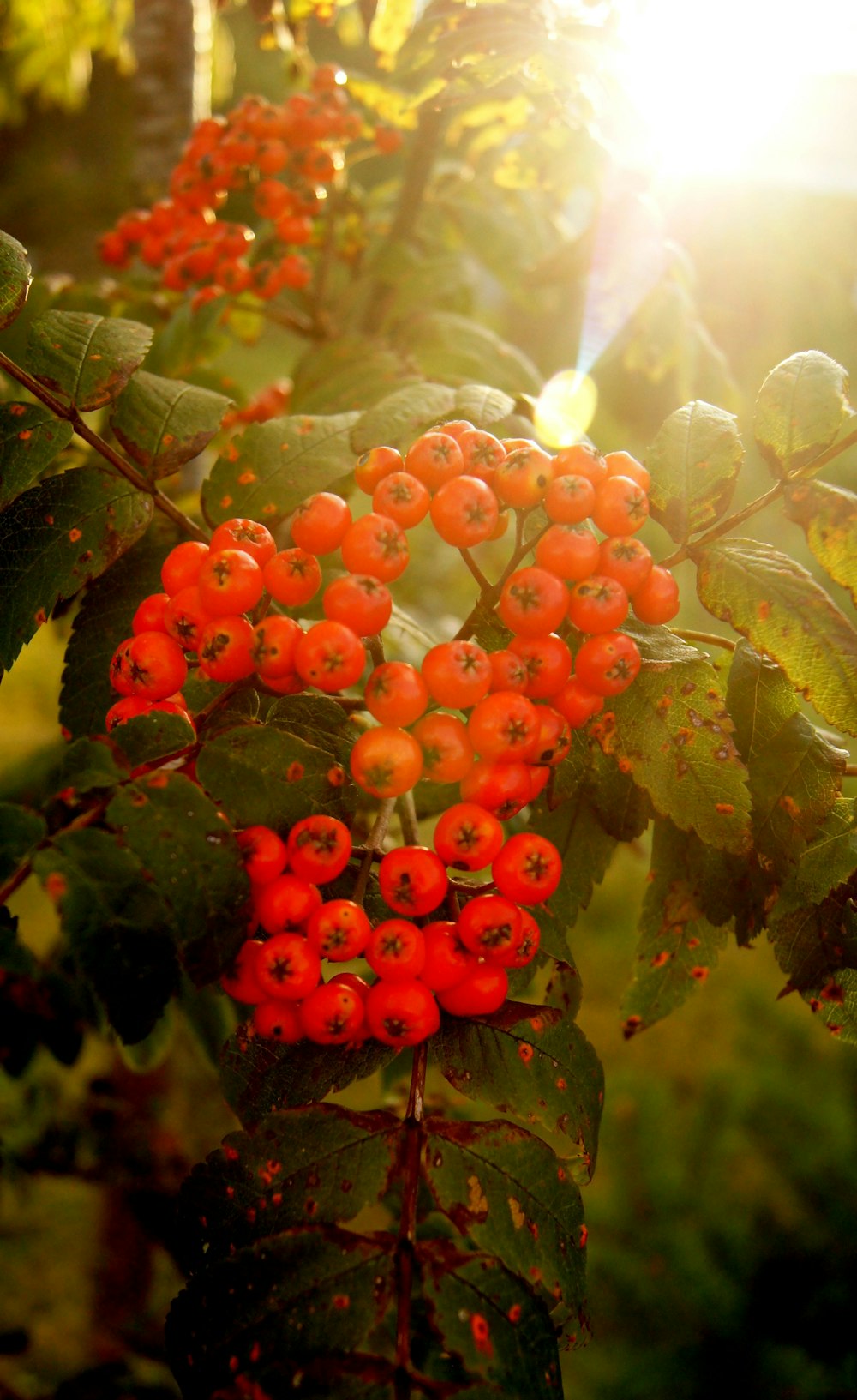 un buisson avec des baies rouge vif dessus