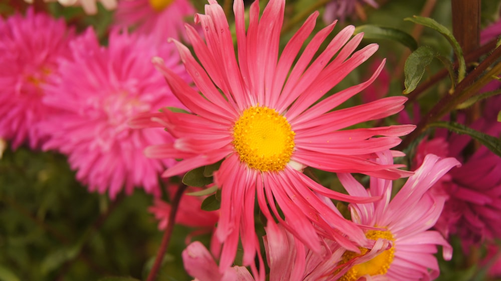 a close up of a bunch of pink and yellow flowers