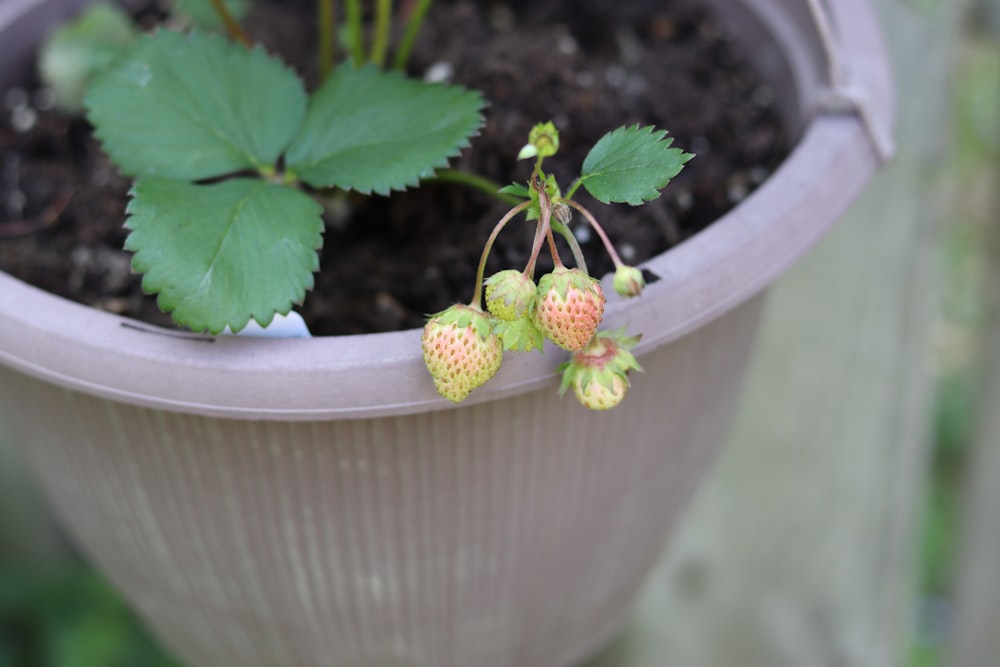 a potted plant with small flowers and green leaves