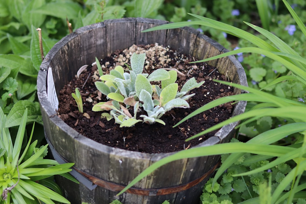 a wooden bucket filled with dirt and plants