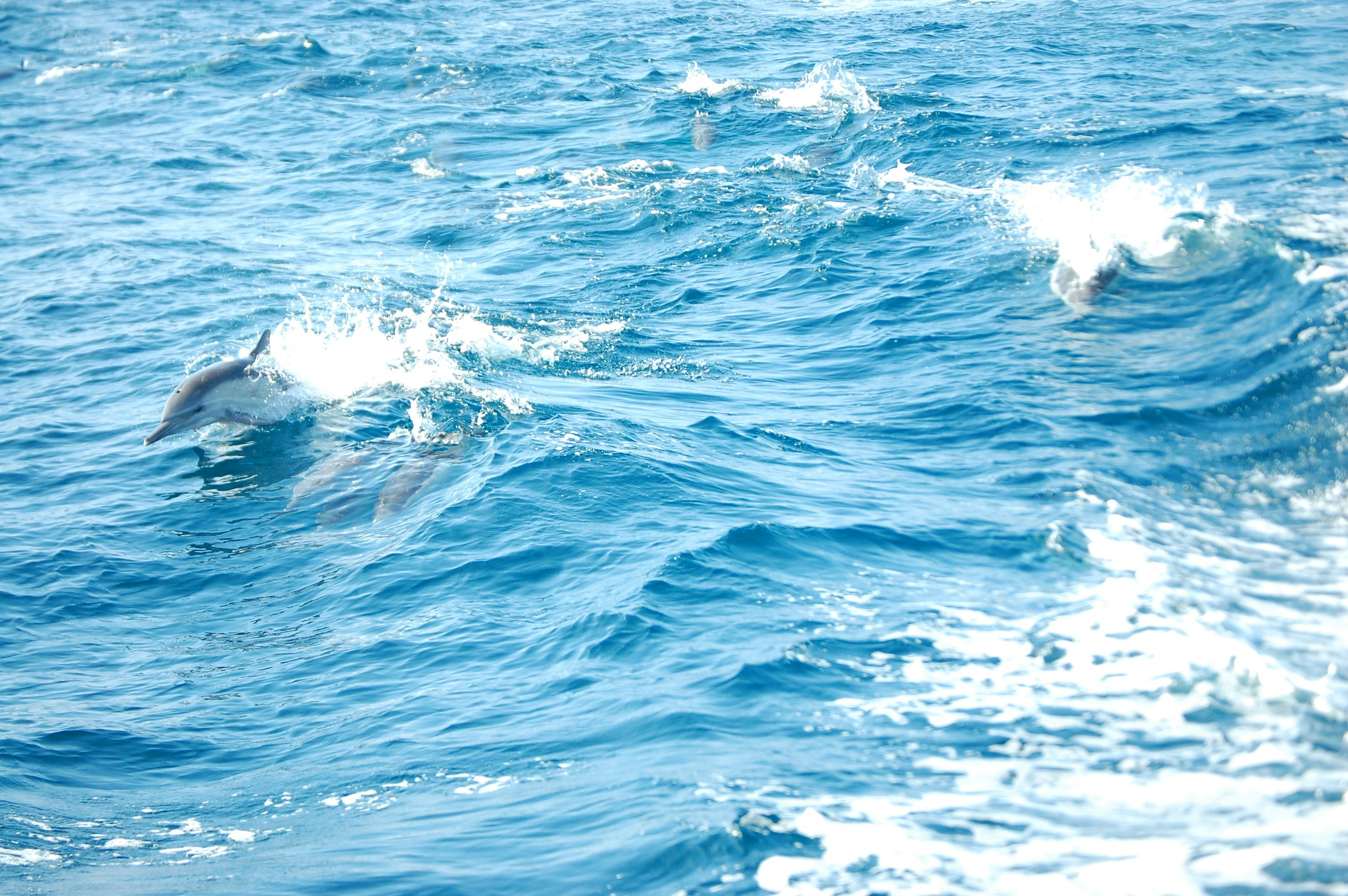 a pod of dolphins gracefully swimming in clear blue water - best dolphin tour key west