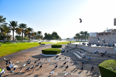 A park scene with numerous pigeons on the ground and flying around a paved area with steps. There are lush green lawns and palm trees lining the background. Water sprinklers are visible in the distance, with some plants neatly trimmed in geometric shapes.