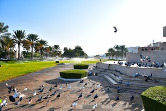 A park scene with numerous pigeons on the ground and flying around a paved area with steps. There are lush green lawns and palm trees lining the background. Water sprinklers are visible in the distance, with some plants neatly trimmed in geometric shapes.