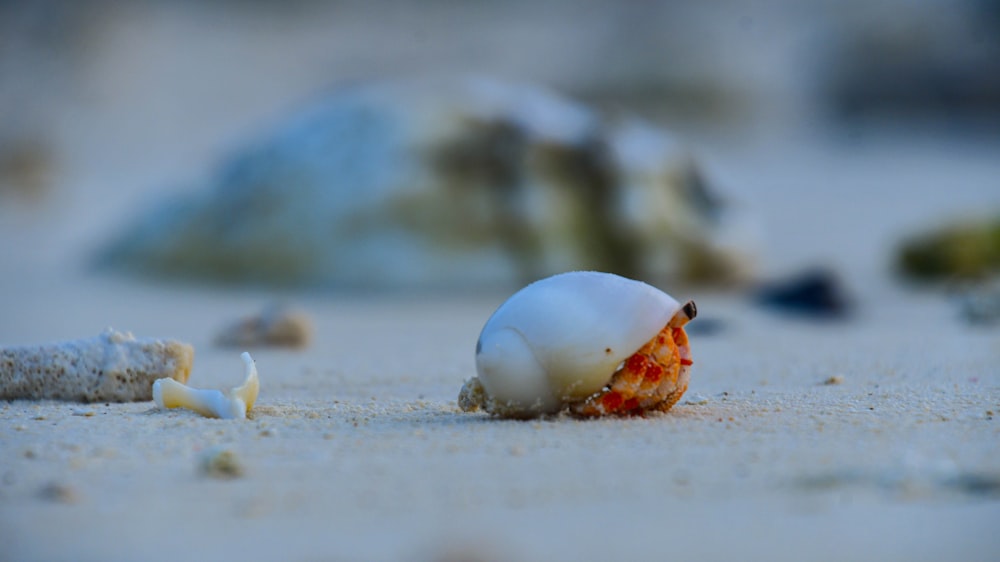 a close up of a shell on a sandy beach