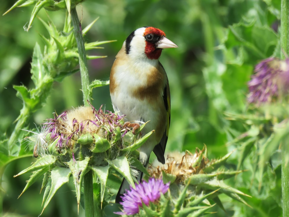 a small bird perched on top of a purple flower