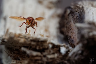 A close-up view of a hornet captured in mid-flight near a piece of wood. The background is blurred, emphasizing the insect's detailed features such as its wings, legs, and distinctive orange and brown coloring. The texture of the bark adds a natural and rustic element to the image.