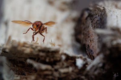 Close-up of an Asian hornet on a wooden surface in a forested area.
