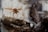 A close-up view of a hornet captured in mid-flight near a piece of wood. The background is blurred, emphasizing the insect's detailed features such as its wings, legs, and distinctive orange and brown coloring. The texture of the bark adds a natural and rustic element to the image.
