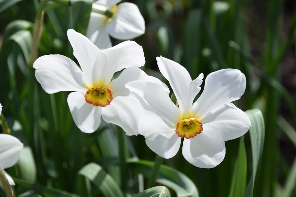 Un grupo de flores blancas con un centro amarillo