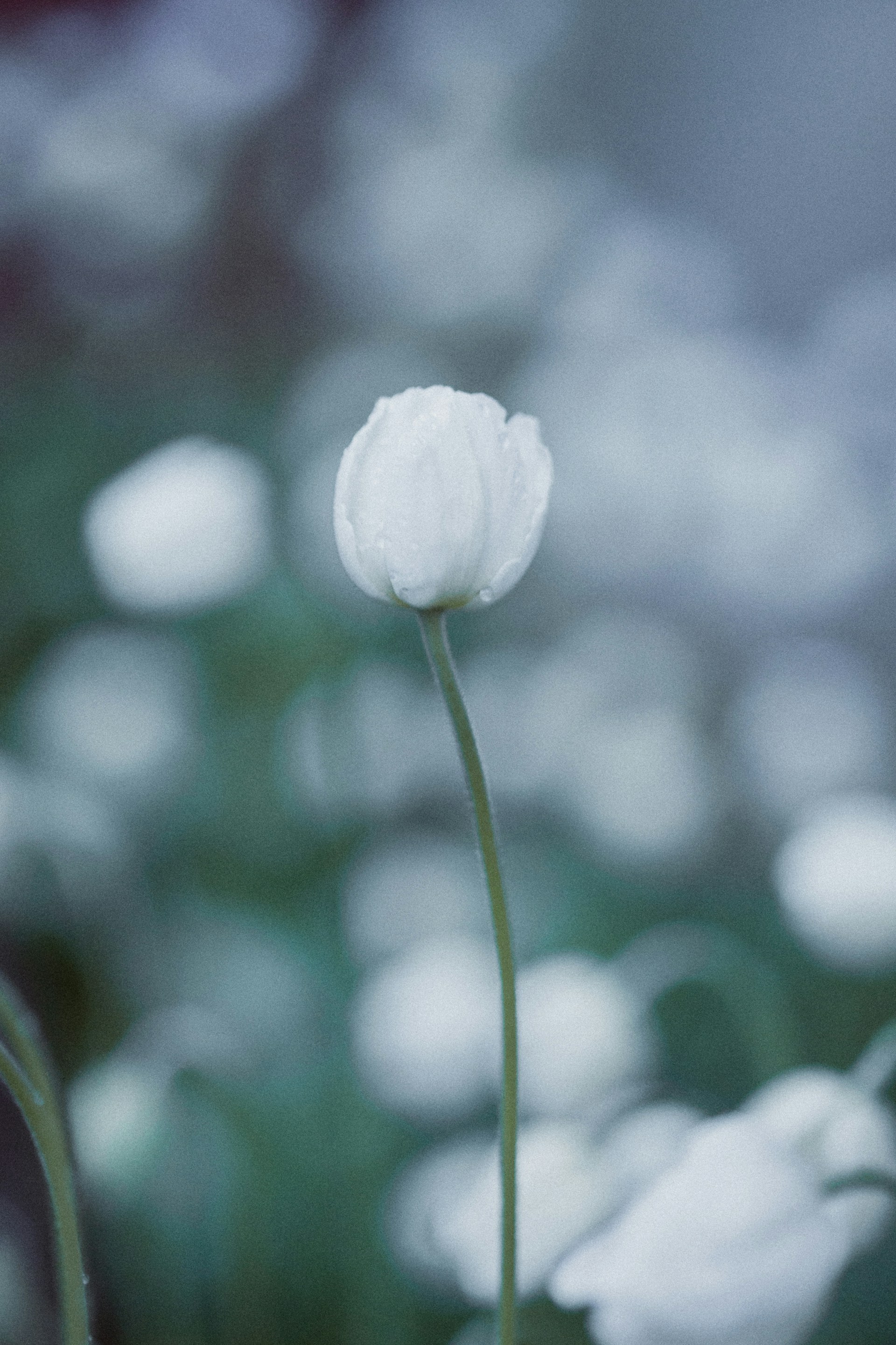 a single white flower with a blurry background