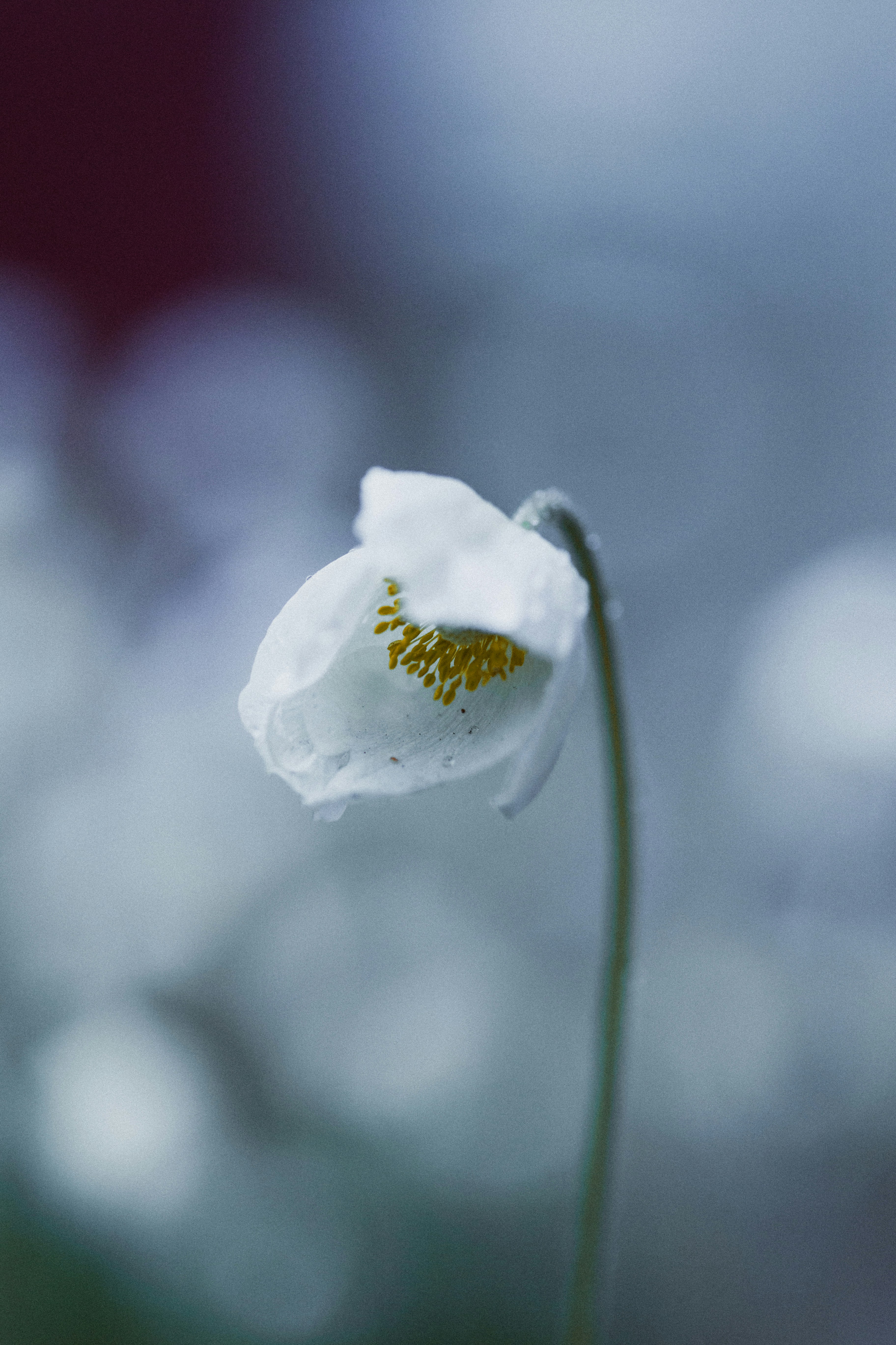 A close up of a flower with a blurry background photo – Free Flowers ...