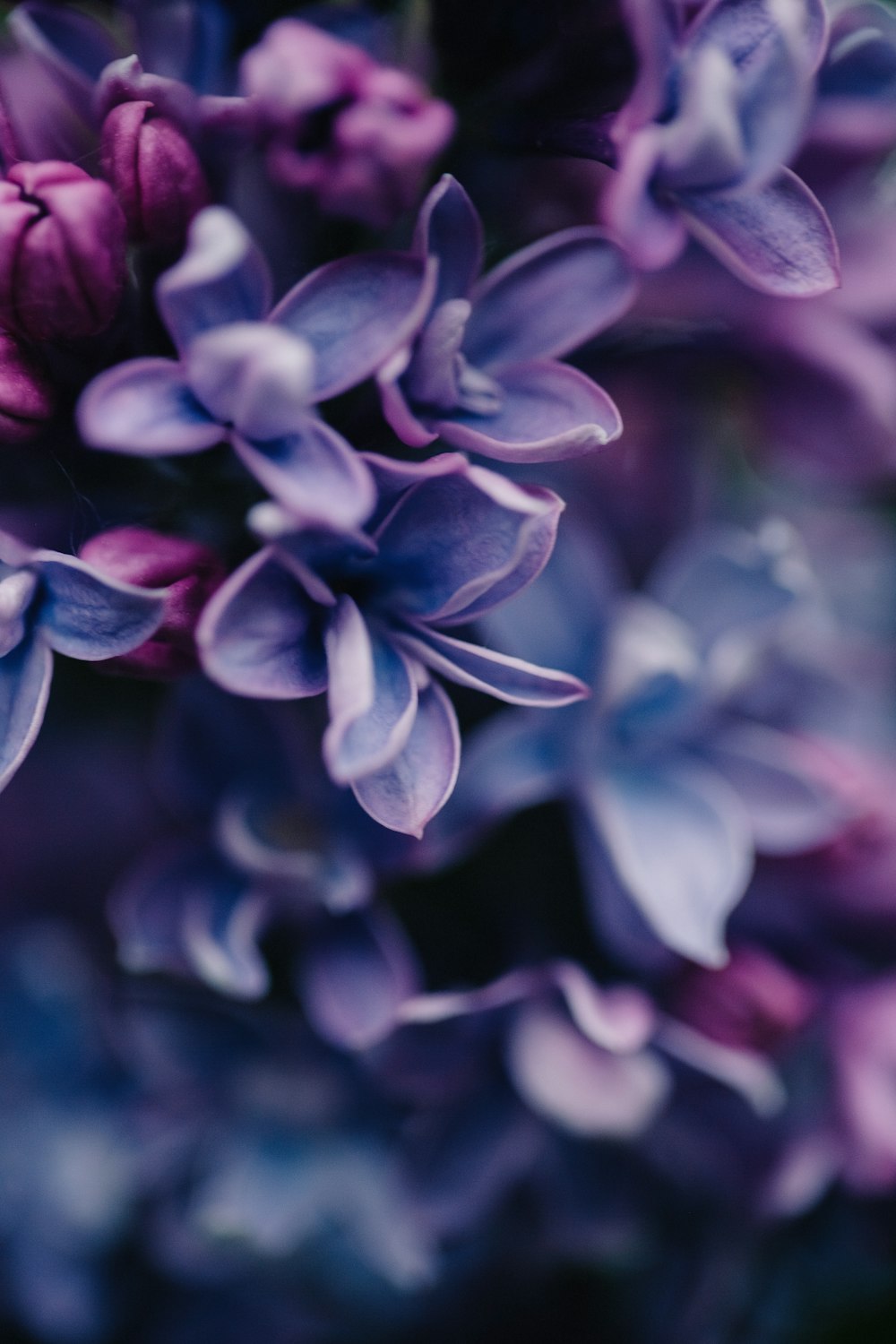 a bunch of purple flowers with water droplets on them