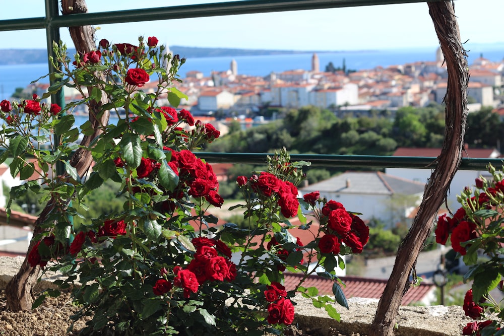 a bush with red flowers in front of a city