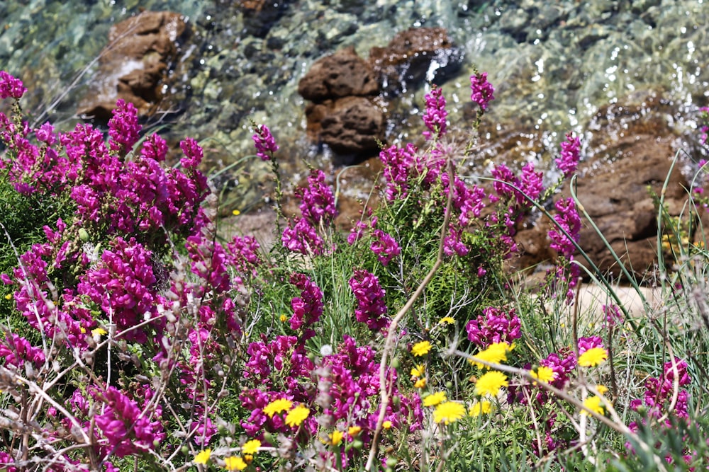 wildflowers and rocks in a rocky area