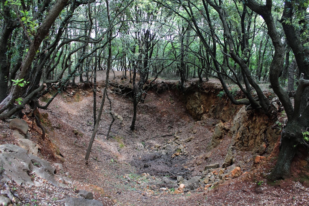 a dirt pit in the middle of a forest