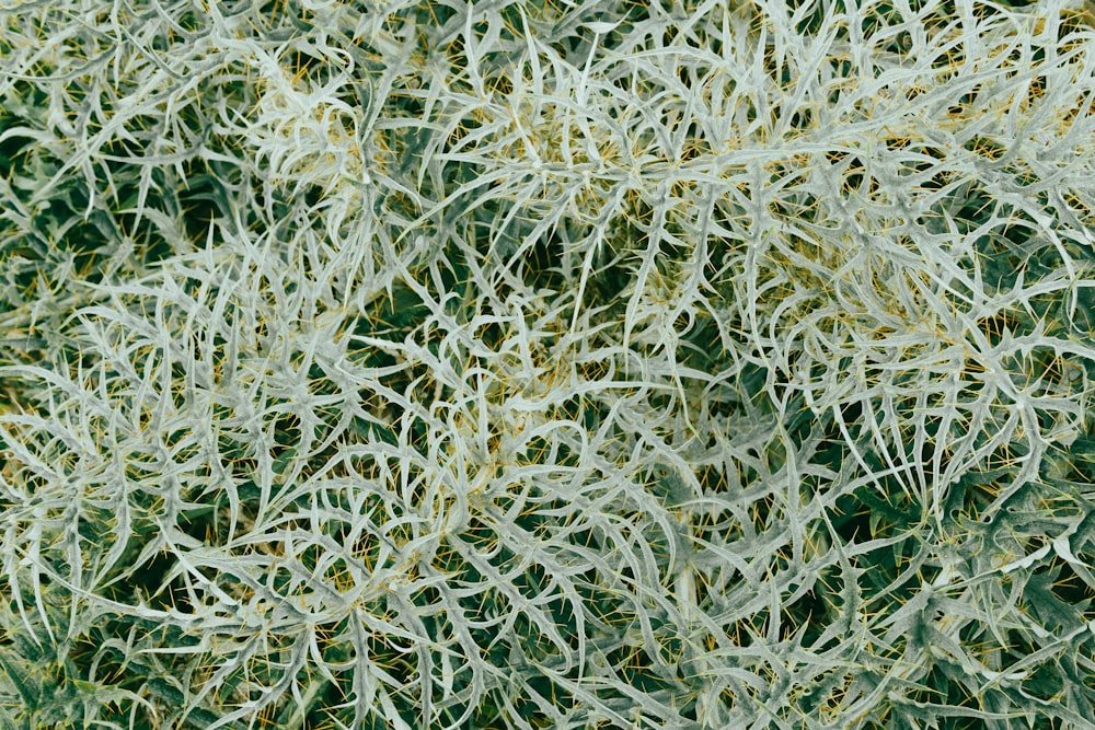a close up of a plant with white leaves