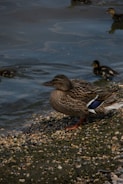 A female duck with mottled brown feathers stands on a pebbly shore beside calm water. Nearby, ducklings swim in the water, partially visible. The scene captures a natural setting with the duck looking towards the water.