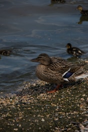 A female duck with mottled brown feathers stands on a pebbly shore beside calm water. Nearby, ducklings swim in the water, partially visible. The scene captures a natural setting with the duck looking towards the water.
