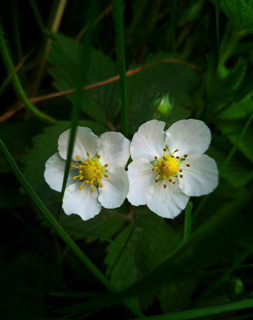 two white flowers with yellow centers in the grass