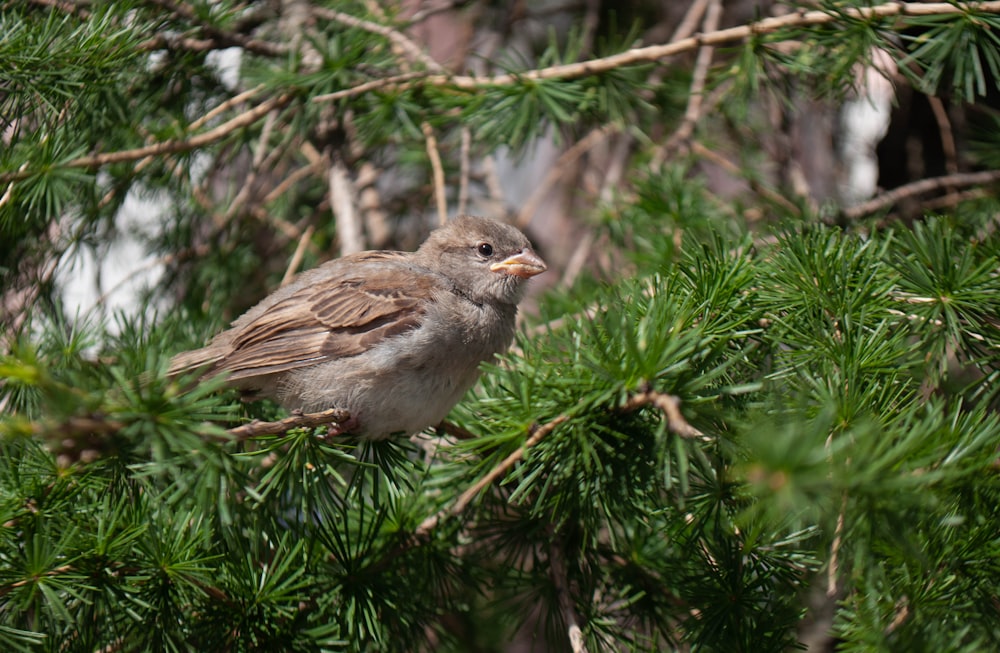 a small bird perched on top of a pine tree