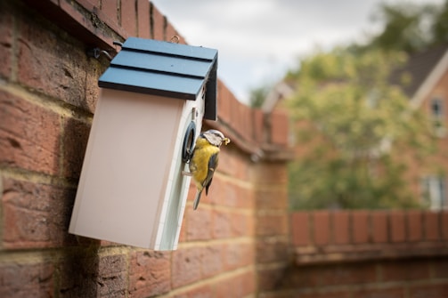 A small bird with yellow and blue plumage perches on a white birdhouse attached to a brick wall. The background features a blurred view of greenery and a house, suggesting a peaceful backyard setting.