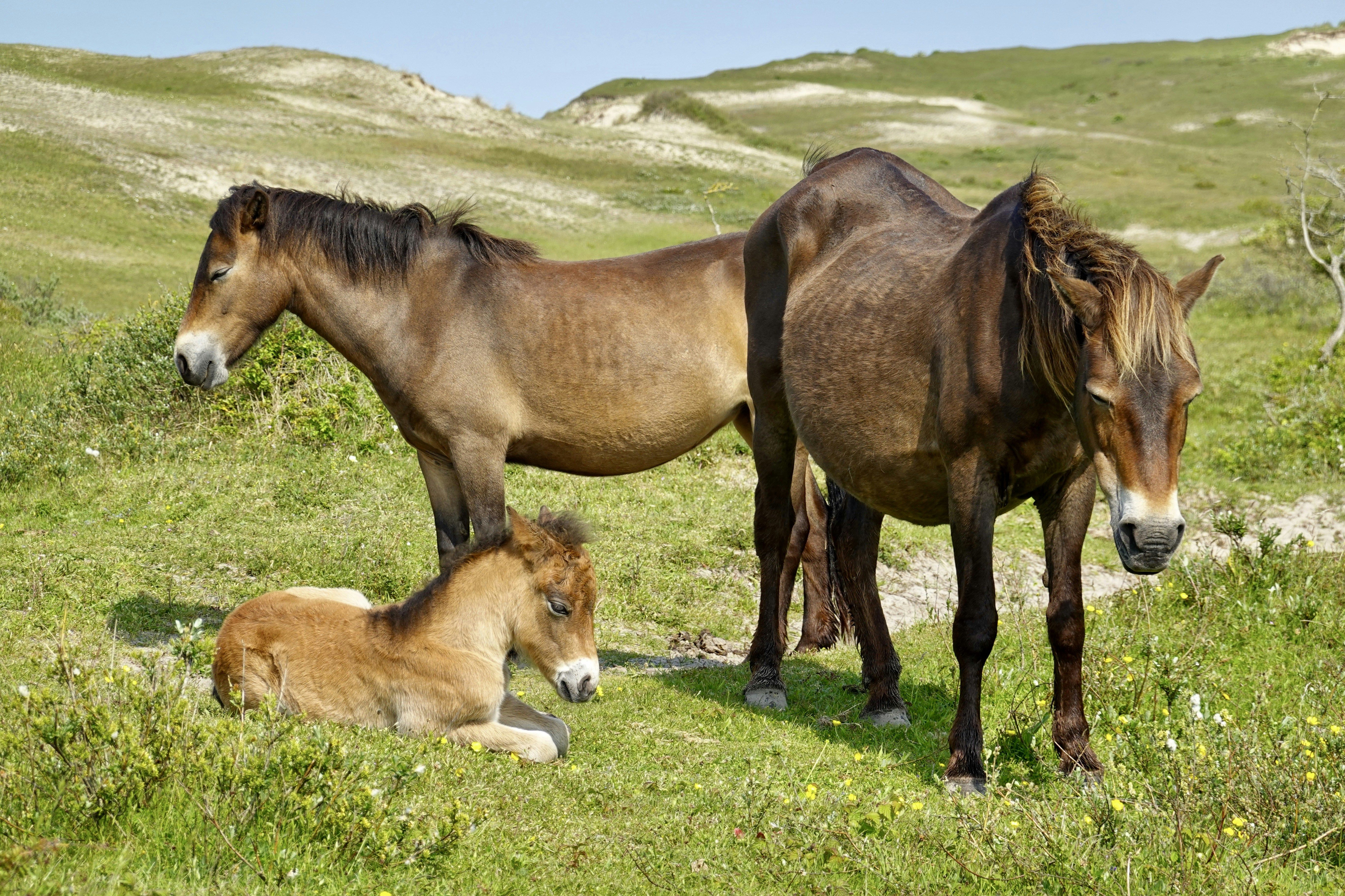 An Exmoor pony foal, with it’s mother to the right and another pony mare resting in a valley in the dunes