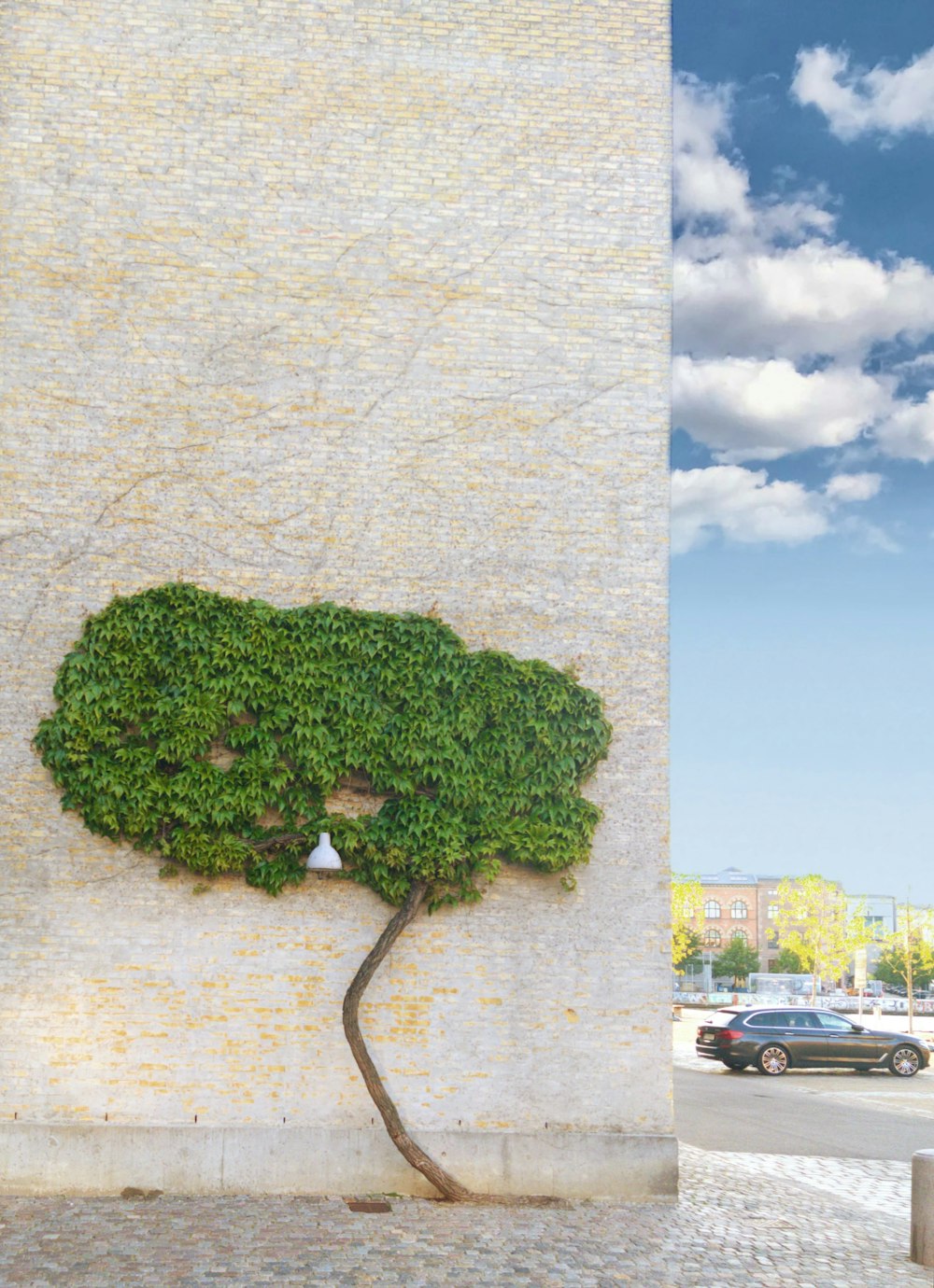 a tree is growing out of the side of a building