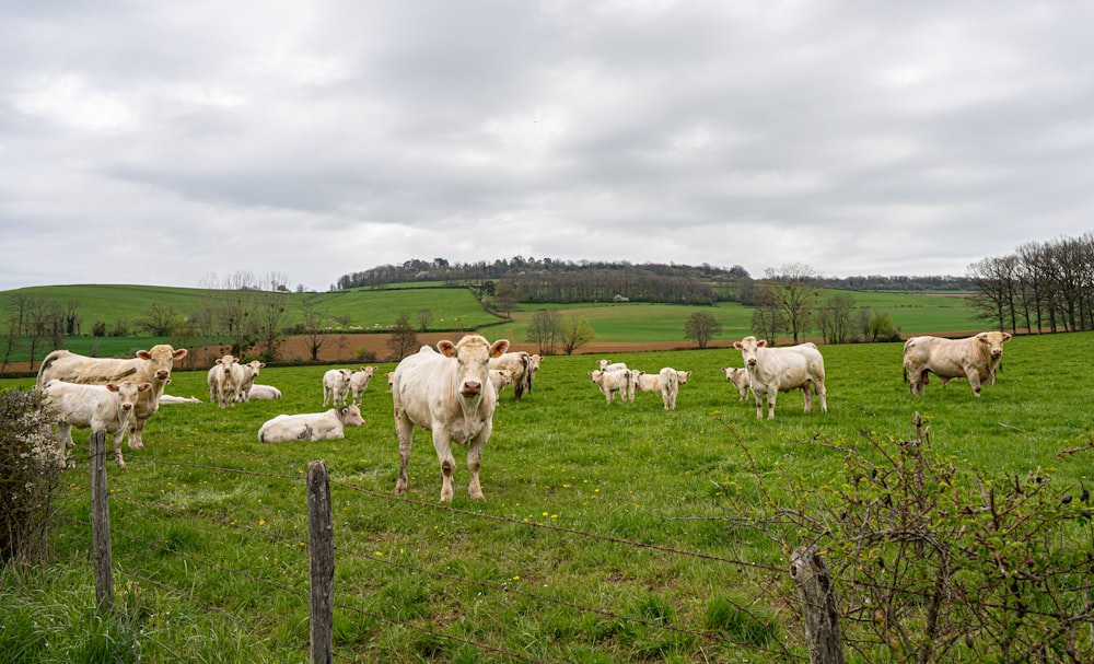 un troupeau de bovins debout au sommet d’un champ verdoyant
