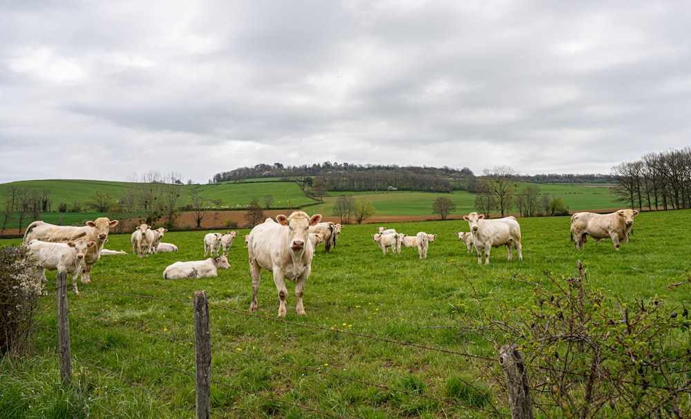 a herd of cattle standing on top of a lush green field