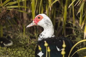 A muscovy duck with striking red and white facial markings is surrounded by lush green foliage. Its glossy black feathers have a slight sheen. The background includes tall green grass and other vegetation, creating a natural, serene setting.