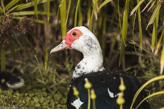 A muscovy duck with striking red and white facial markings is surrounded by lush green foliage. Its glossy black feathers have a slight sheen. The background includes tall green grass and other vegetation, creating a natural, serene setting.