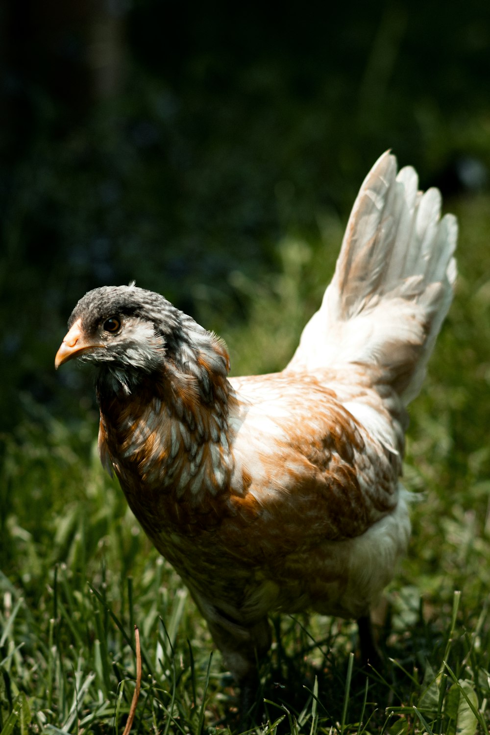a brown and white chicken standing on top of a lush green field