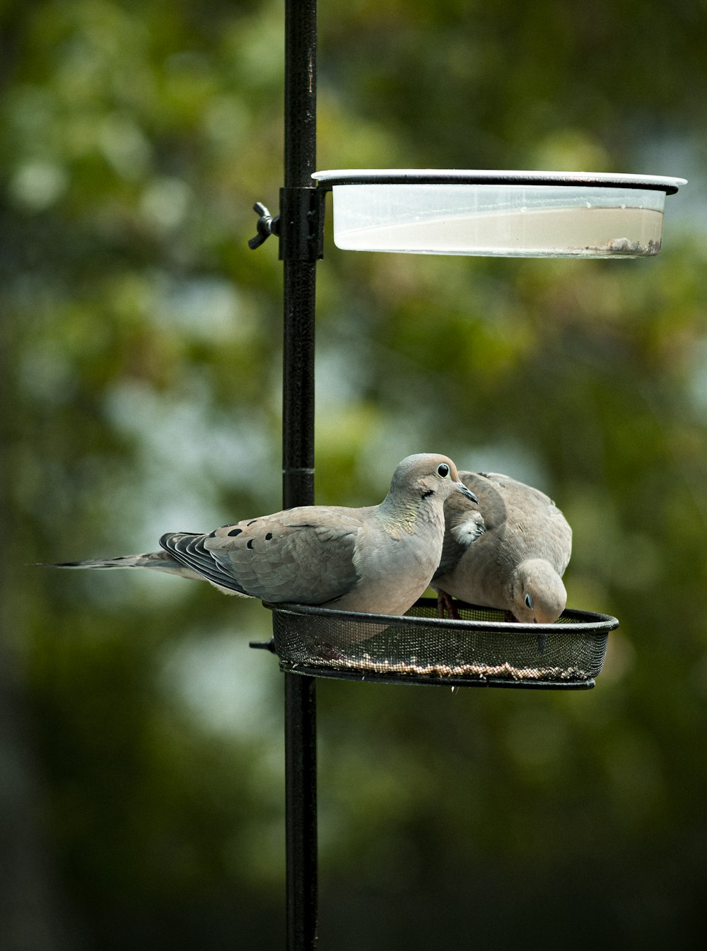 a couple of birds sitting on top of a bird feeder