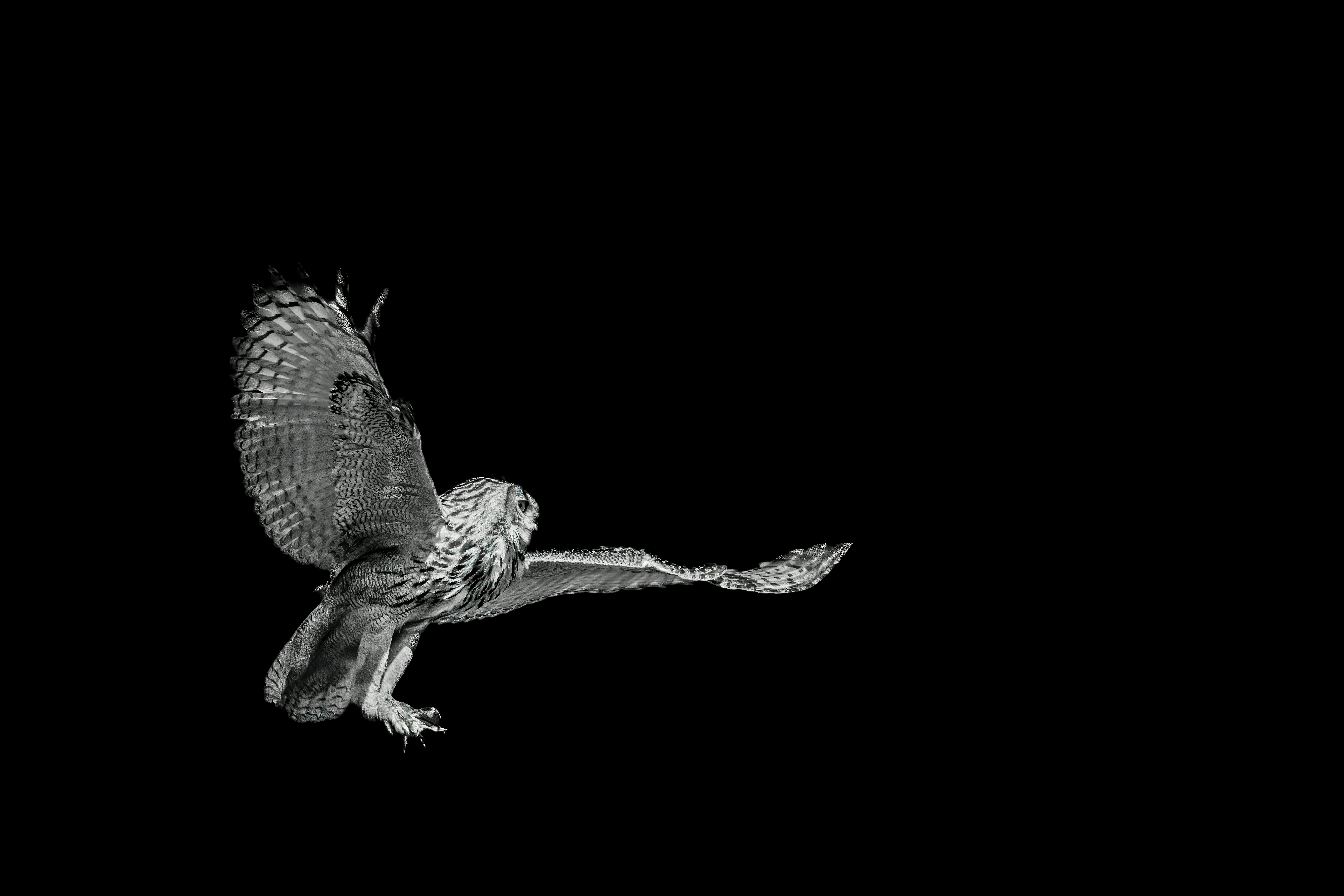 Holographic falcon projection