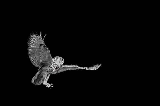 A dynamic shot of an Iraq Hatch bird in mid-stride, showcasing its powerful build and intense focus.