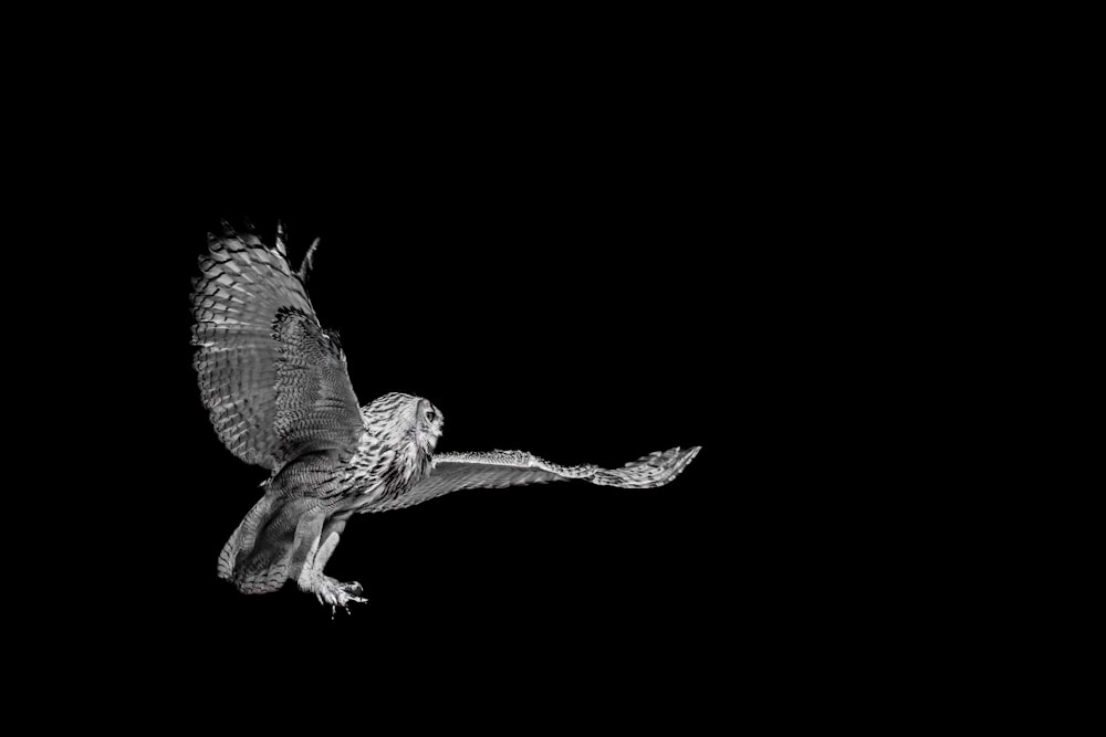 a black and white photo of an owl in flight