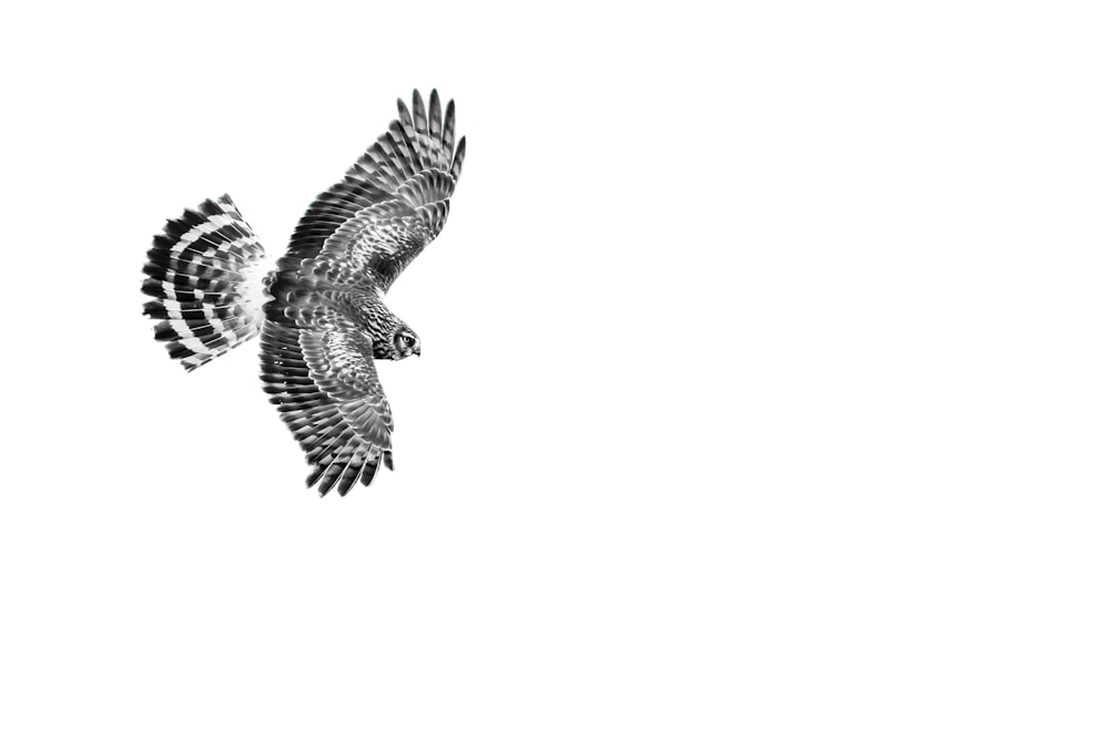 a black and white photo of a bird of prey