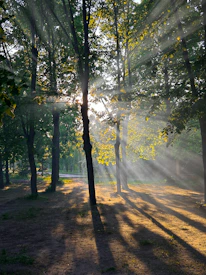 Sunlight streaming through trees over a peaceful outdoor setting.