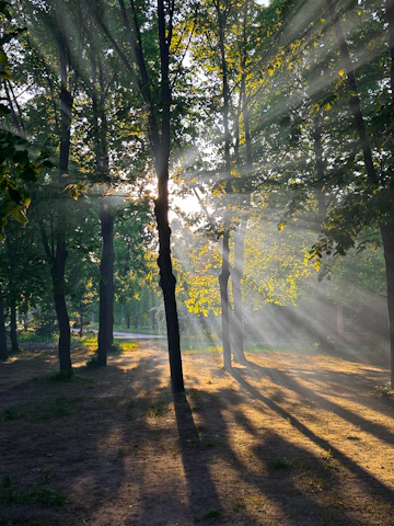 Sunlight streaming through trees over a peaceful outdoor setting.