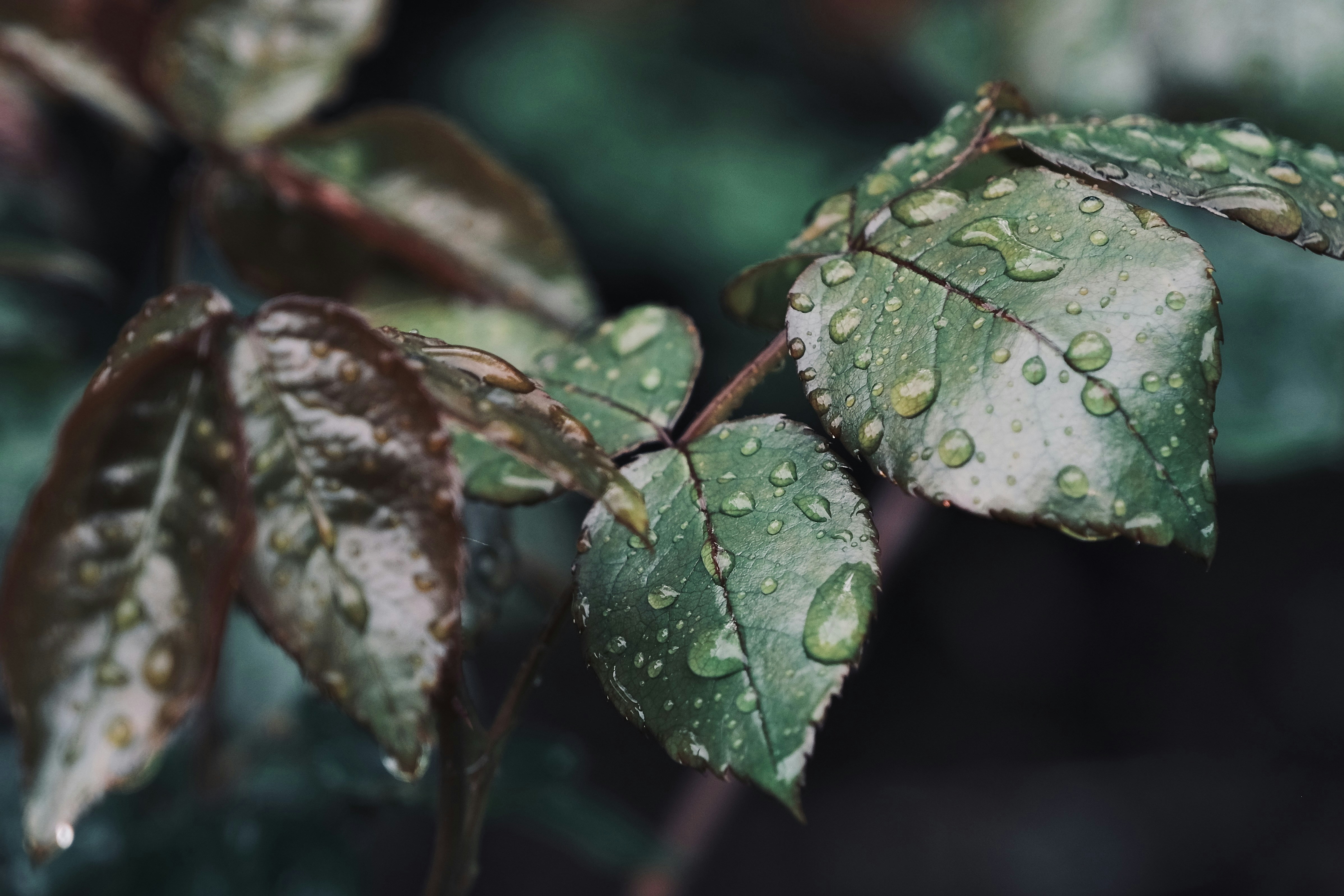 Photo by mkrawczynski