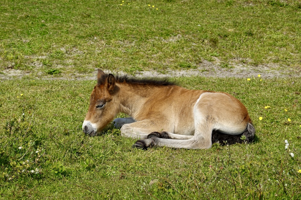 um cavalo marrom e branco deitado no topo de um campo verde exuberante